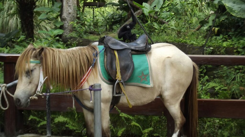 a horse with a saddle on its back