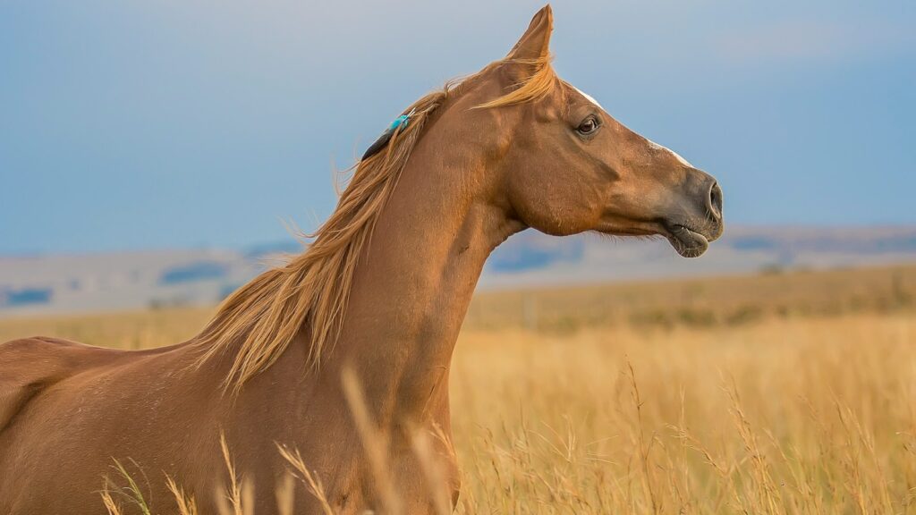 brown horses surrounded by wheat field