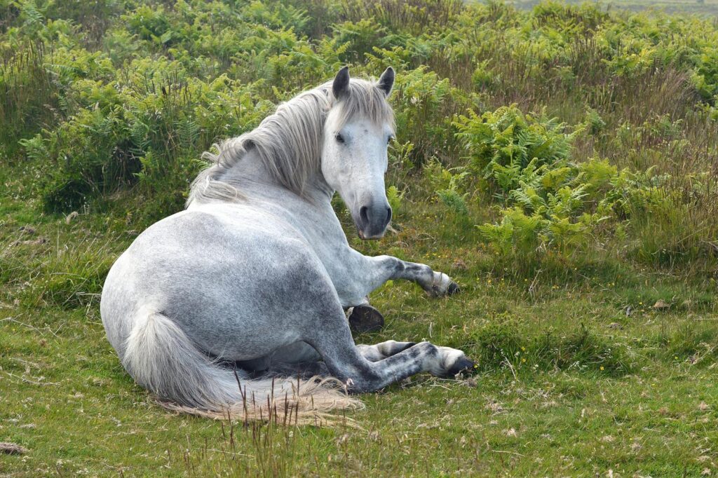 Quantock Pony