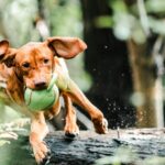 Brown Vizsla dog energetically jumping over a log with a toy ball in a lush forest.