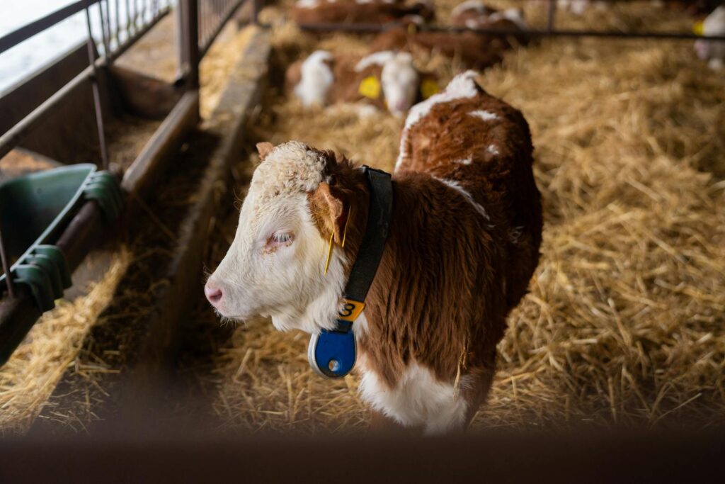 A young calf standing in a barn with straw bedding in Slovakia. Ideal for agriculture themes.