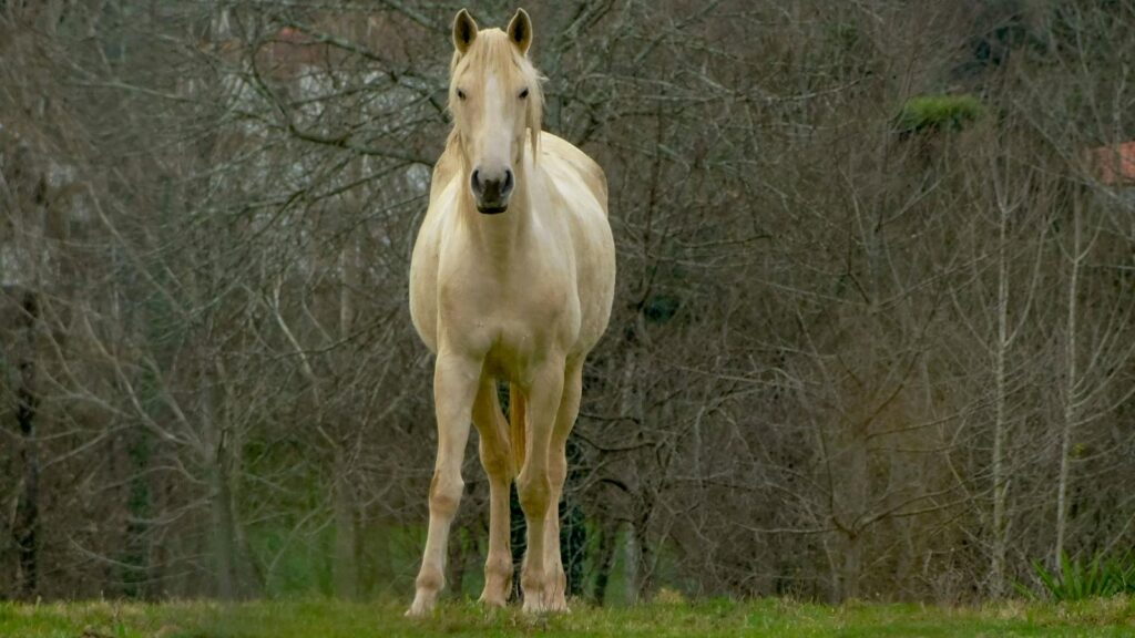A serene cream-colored horse standing outdoors in a leafless wooded area in Padim da Graça, Braga.