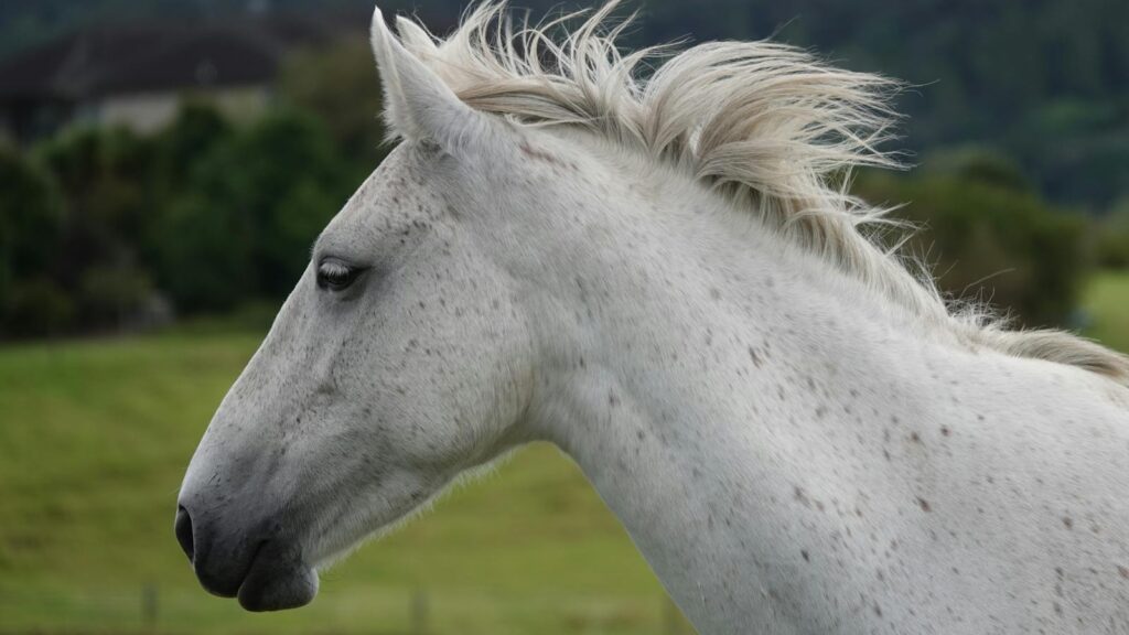 Profile of a beautiful white horse with flowing mane in a scenic New Zealand landscape.
