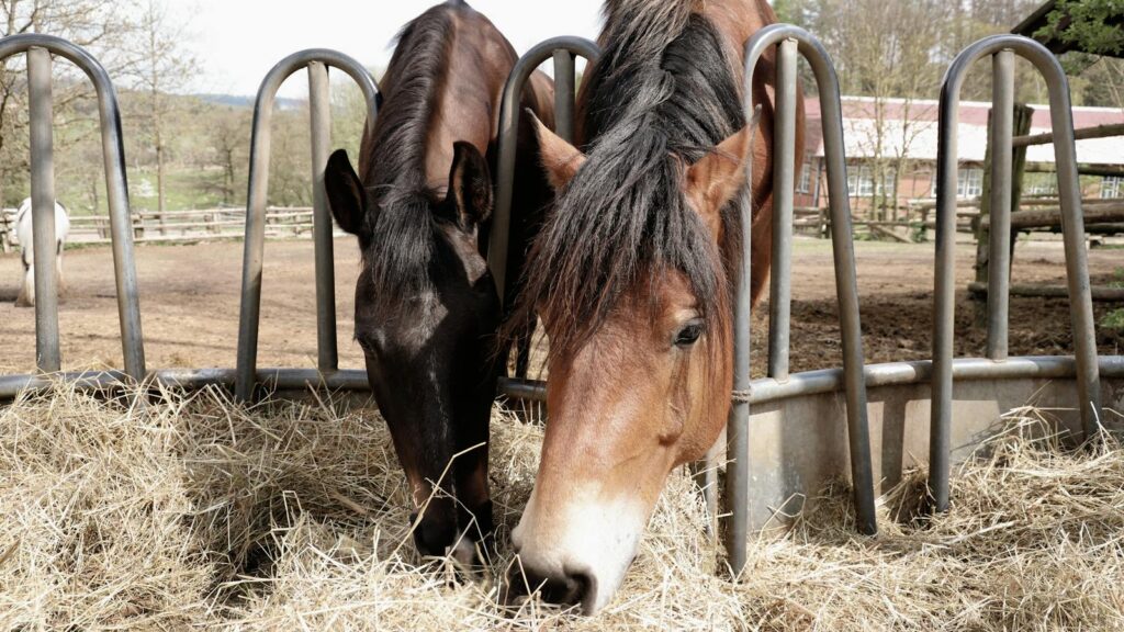 Two horses enjoying hay at a countryside farm stable on a sunny day.