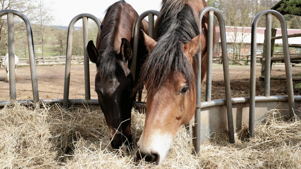 Two horses enjoying hay at a countryside farm stable on a sunny day.