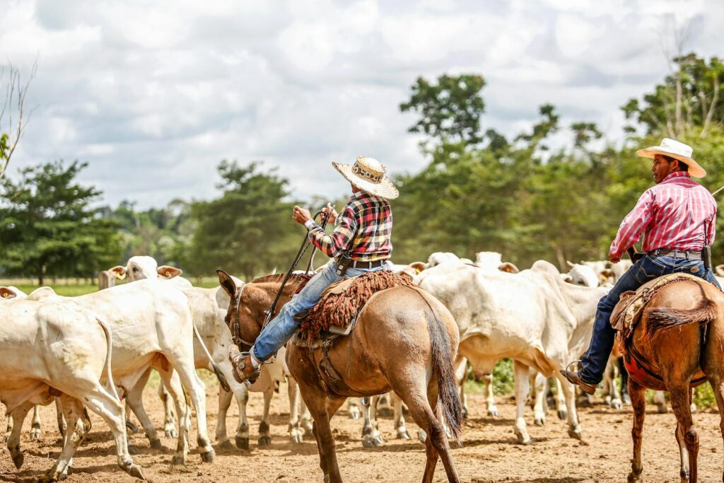 Two cowboys herding cattle on a sunny day in Paragominas, Pará, Brazil. Ideal stock photo for agriculture themes.