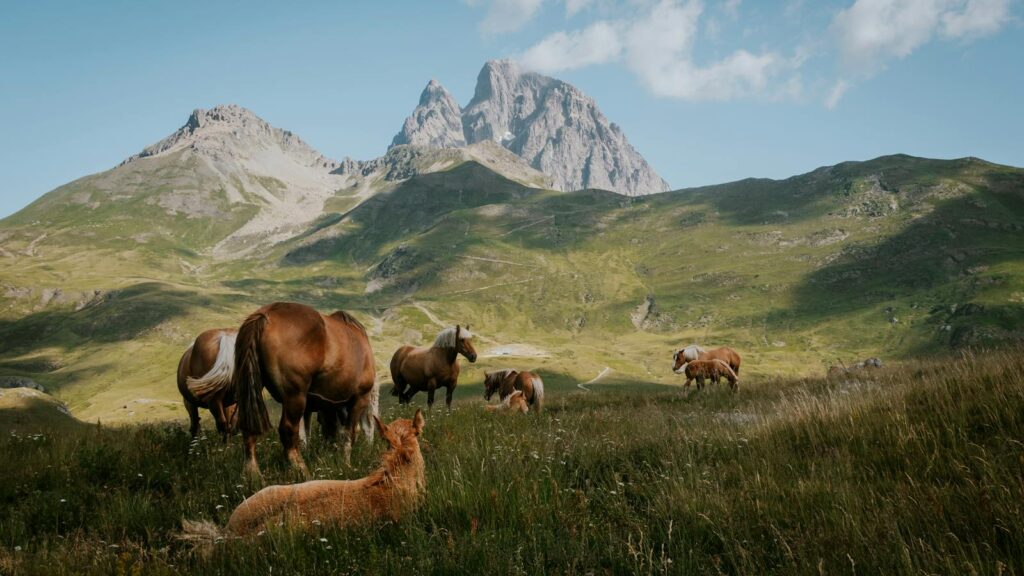 Group of horses grazing with scenic mountain backdrop, showcasing nature's beauty.