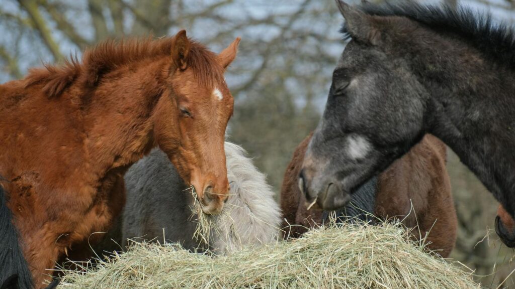A group of horses enjoy eating hay outdoors in a peaceful rural environment.