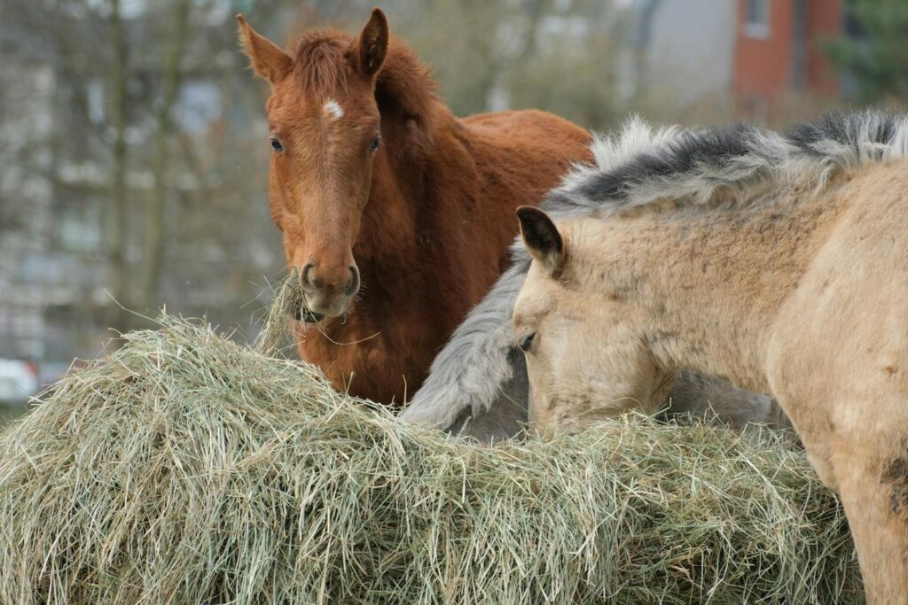 Captivating image of two horses eating hay in an outdoor setting, capturing their natural behavior.