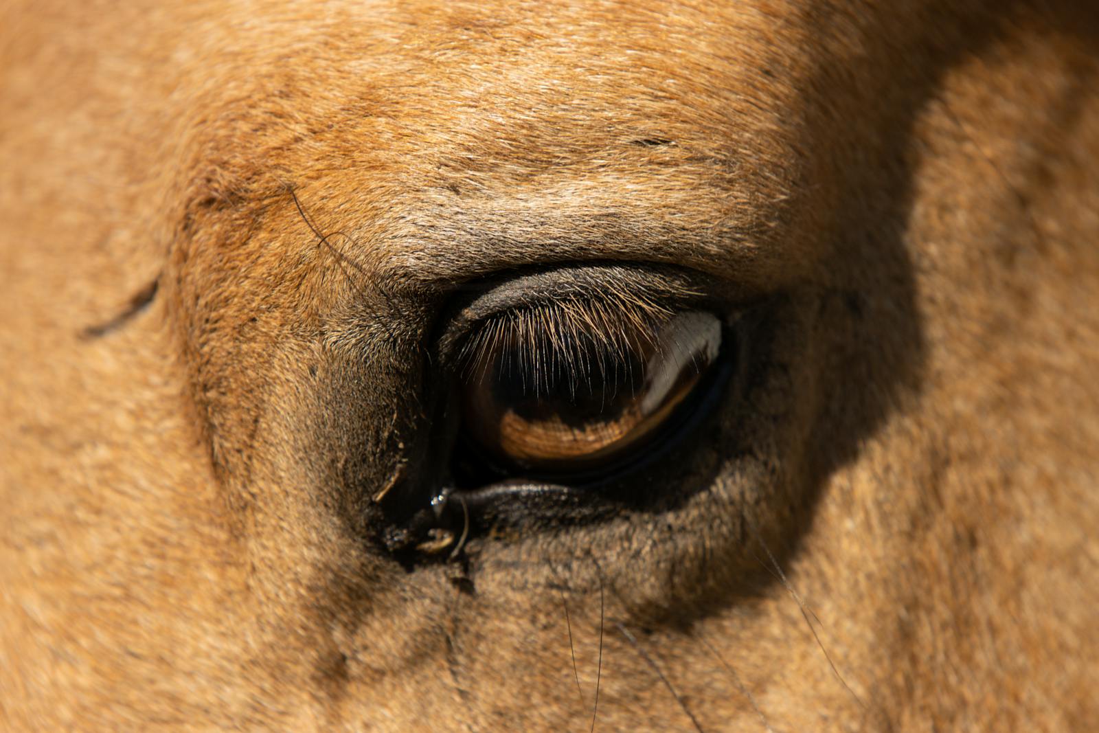 Intricate detail of a horse's eye with textured fur captured closely, highlighting natural beauty.