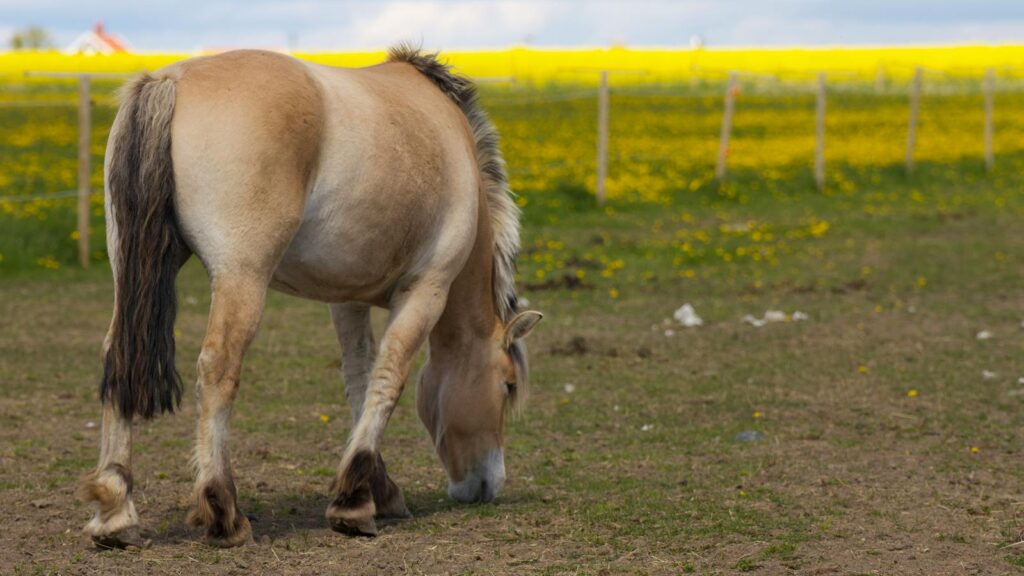 Fjord horse peacefully grazing in a vibrant yellow field in Gränna, Sweden.