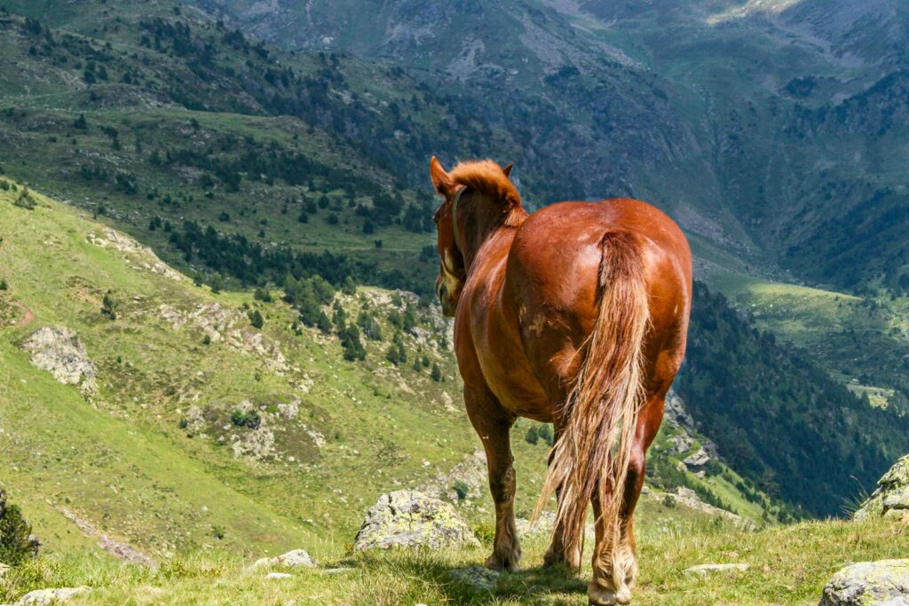 A solitary horse overlooks the scenic Pyrenees mountains in Andorra, showcasing nature's beauty.