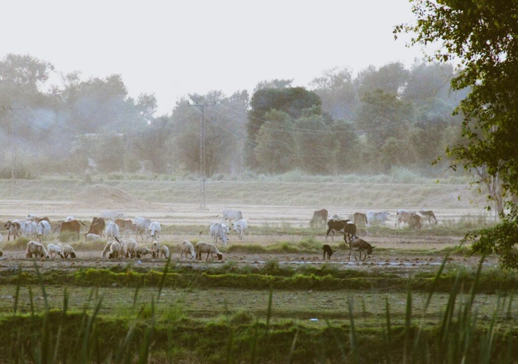 Grassland in Summer