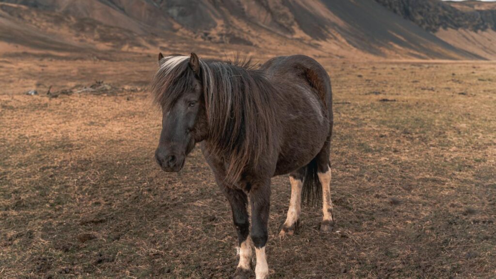 Free stock photo of icelandic horse, icelandic horses