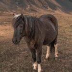 Free stock photo of icelandic horse, icelandic horses