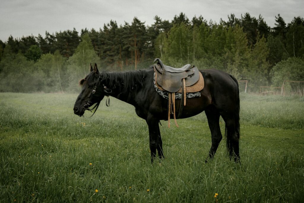 A black horse with a saddle stands amidst misty grass fields and lush forest.