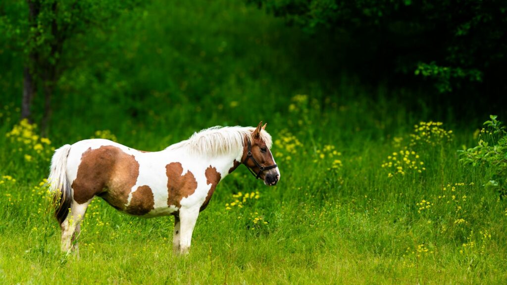 brown and white horse
