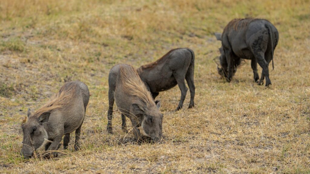 4 cattle grazing on strip