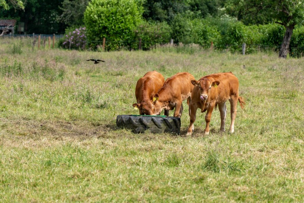 Three young brown calves graze in a lush green field with a bird nearby, capturing the essence of rural farm life.