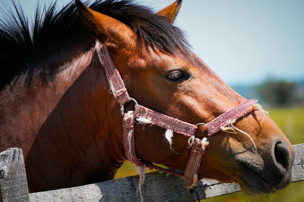 A detailed look at a chestnut horse with a worn pink halter near a wooden fence.