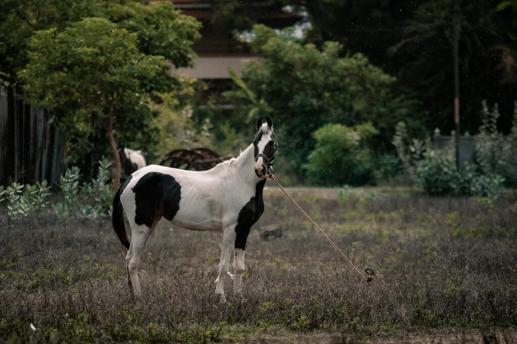 A horse resisting rope