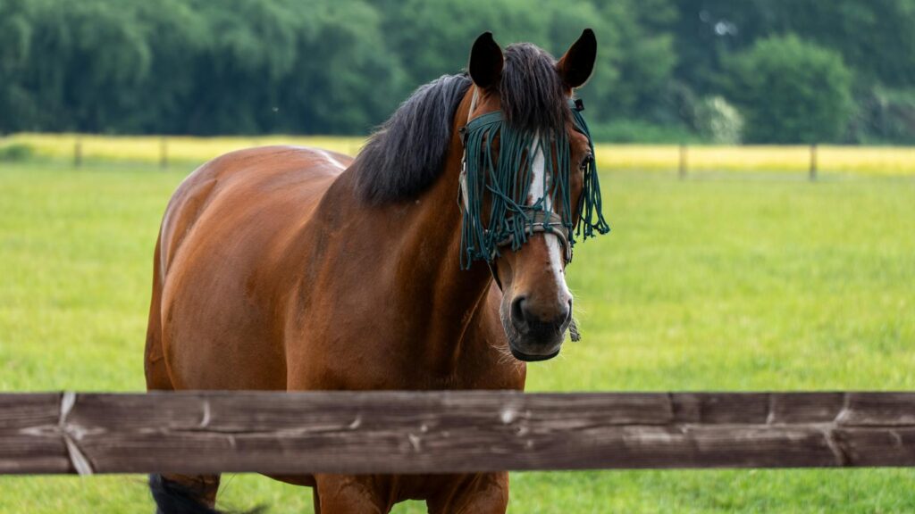 a brown horse in the field