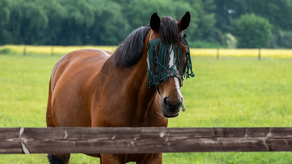 a brown horse in green field