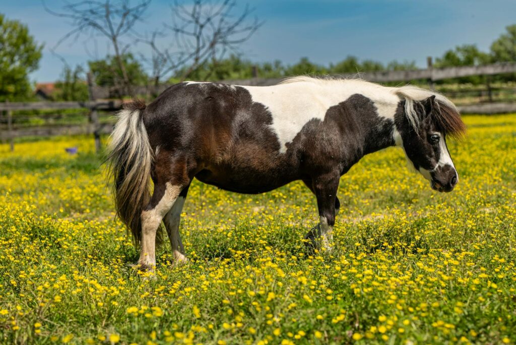Horse in yard
