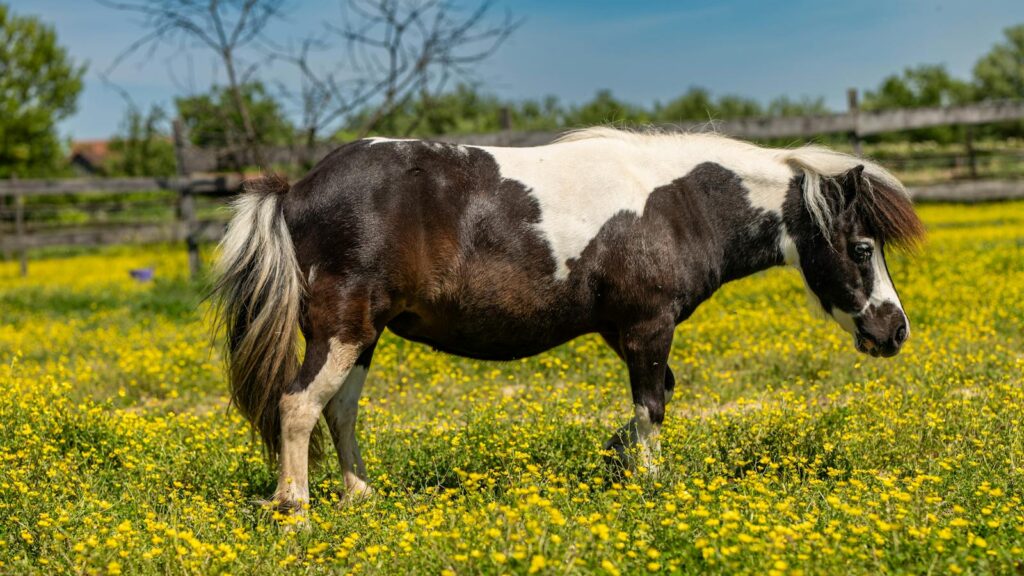brown and white horse in a field