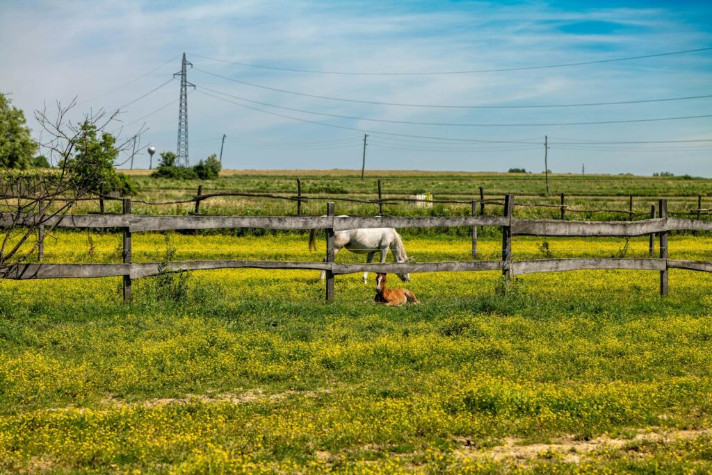 Horse in summer