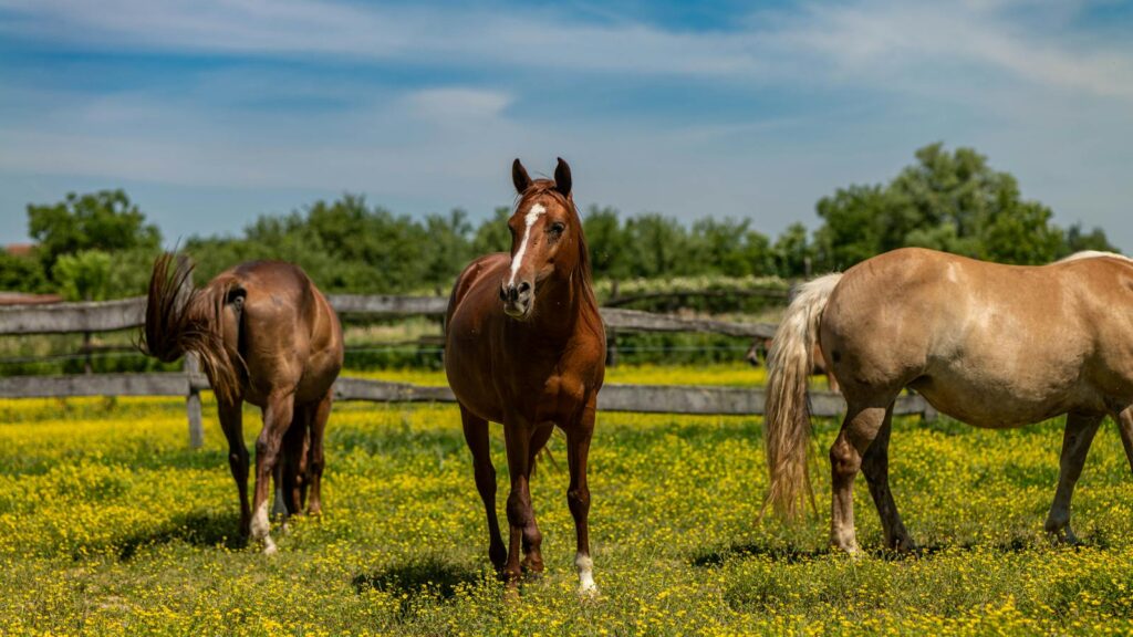 Equestrian horses in field