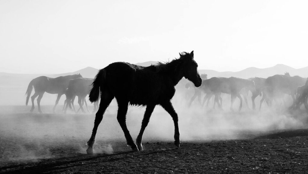 Monochrome scene of horses trotting in a dusty, open landscape with silhouetted figures.