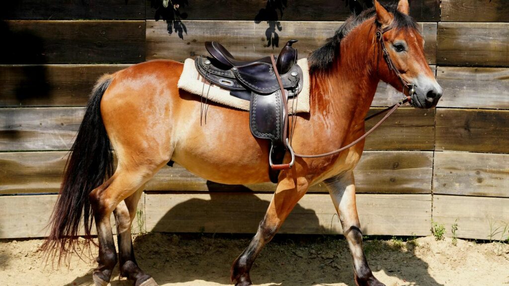A chestnut horse with saddle and bridle stands in a sunlit wooden enclosure, ready for horseback riding.