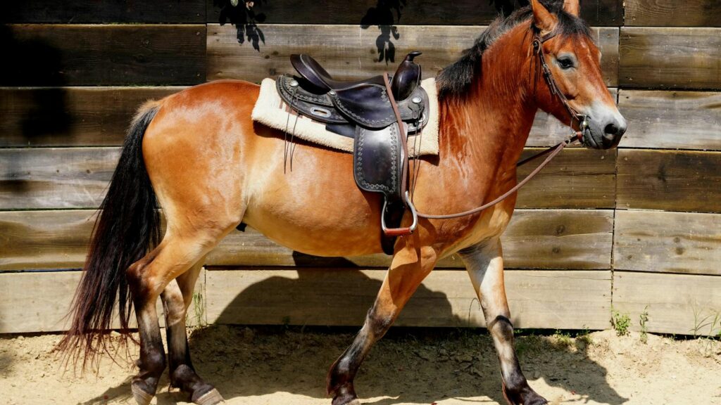 Sunlit chestnut horse standing in a corral with a leather saddle on its back.