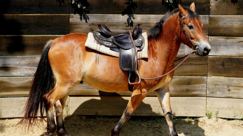 Sunlit chestnut horse standing in a corral with a leather saddle on its back.