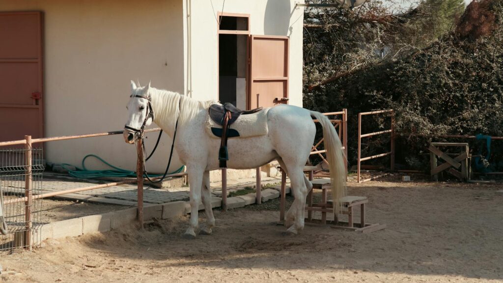 a white horse