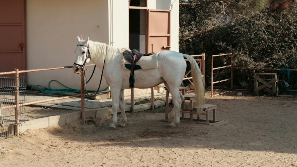 a white horse in dusty field