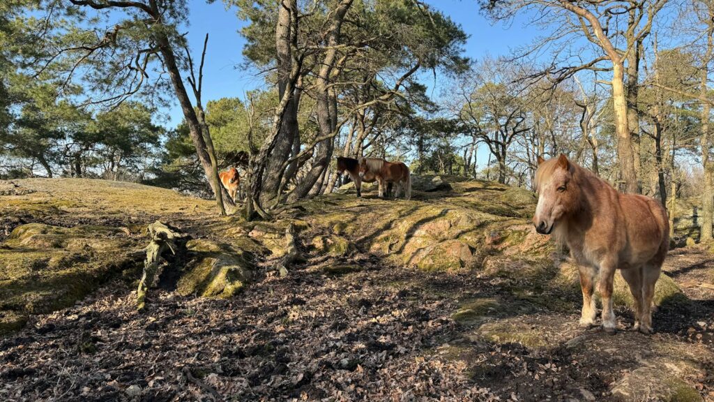brown horses in forest