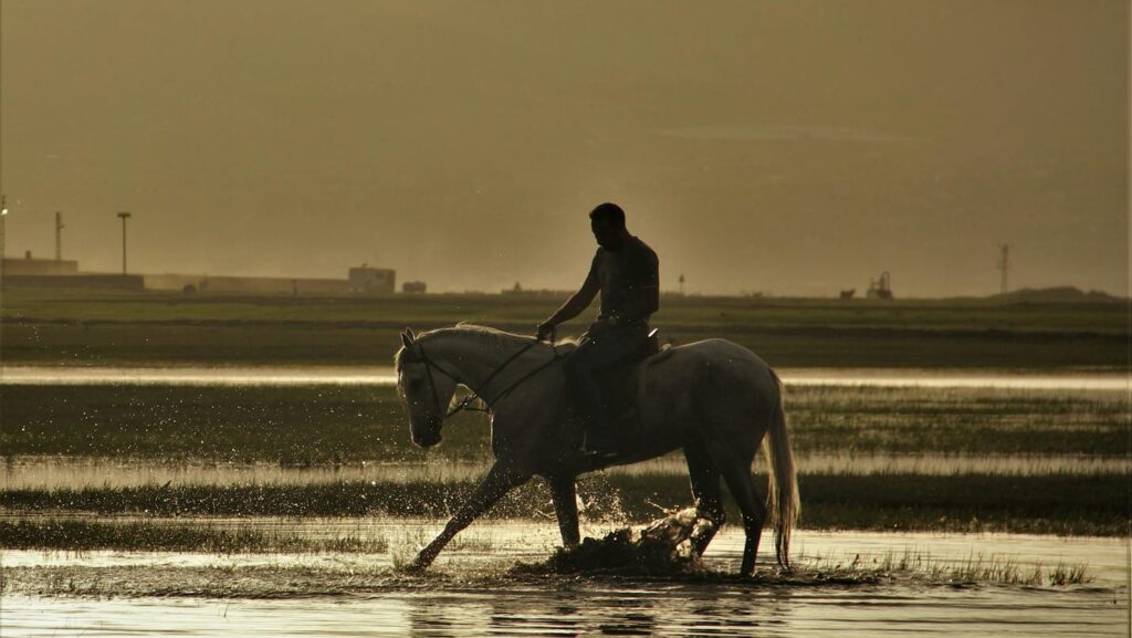 horse in water