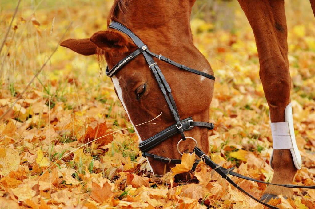 A beautiful chestnut horse grazing amidst vibrant autumn leaves, showcasing the essence of fall.