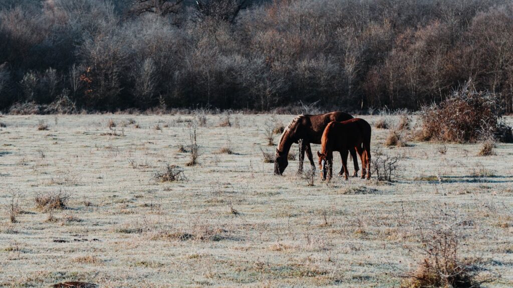 Two horses graze in a frost-covered field surrounded by a wintry forest.