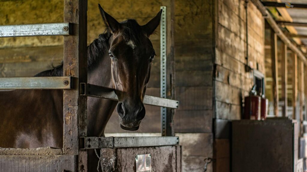 A horse stands inside a wooden stable capturing rustic farm life charm.