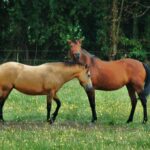 Horses