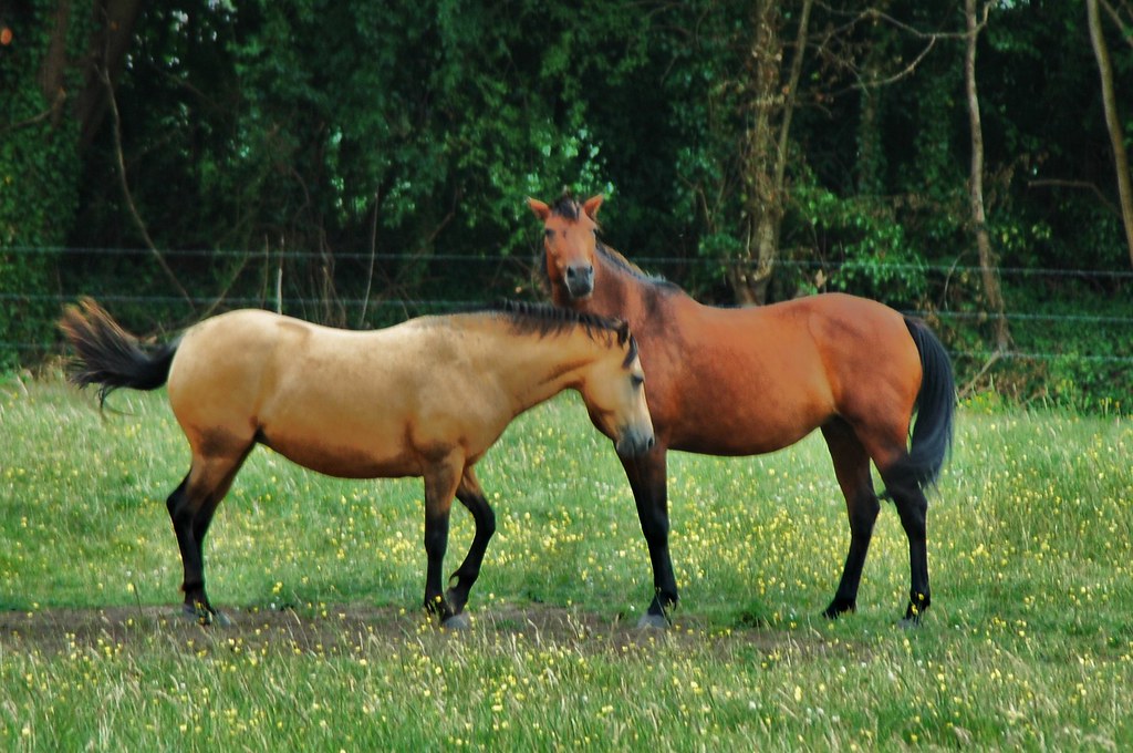 Horses