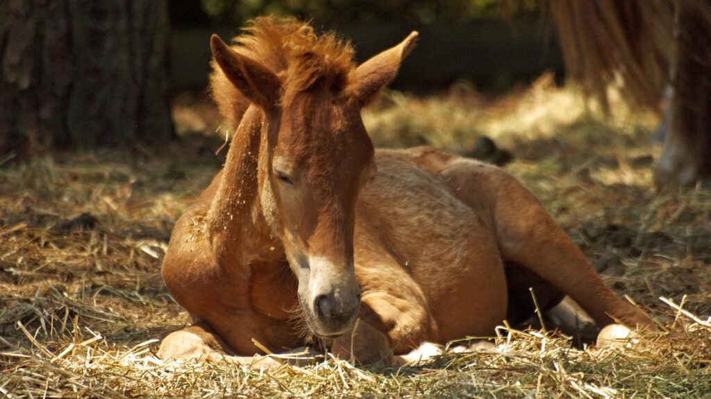 Adorable foal resting on hay in a sunny farm setting, peaceful and serene.