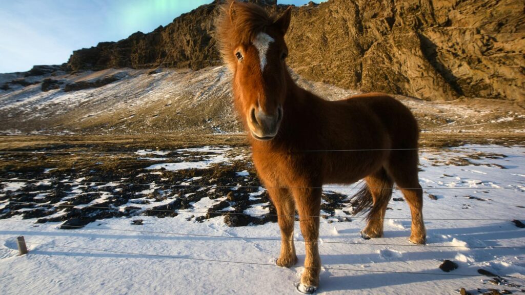 A beautiful Icelandic horse stands on snowy terrain under the aurora borealis, Iceland.
