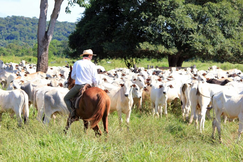 Man riding on white cattle near many cattle in green field