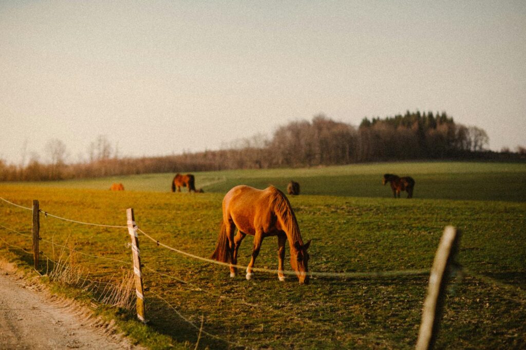 Herd of adorable purebred horses grazing on picturesque green pasture in countryside during sunset