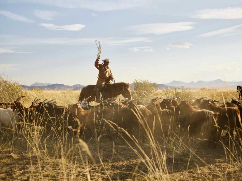 Mongolian horseman herding cattle in remote steppe landscape under a clear blue sky.