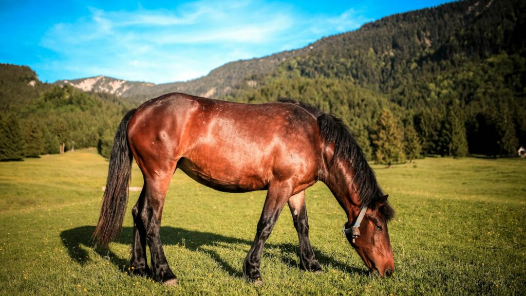 Beautiful horse grazing in a lush green pasture with scenic mountain backdrop.